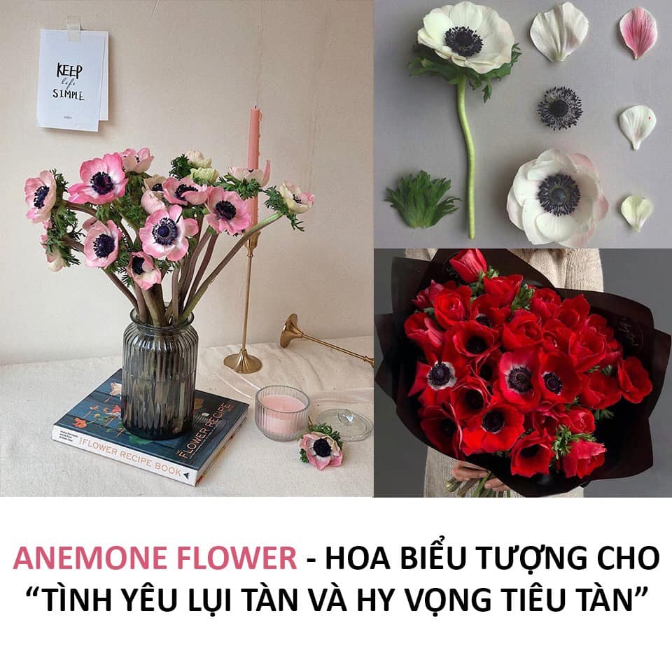 Anemone Flower - Hoa Thu Mẫu Đơn/Hoa Cỏ Chân Vịt | Sunshine Blossom